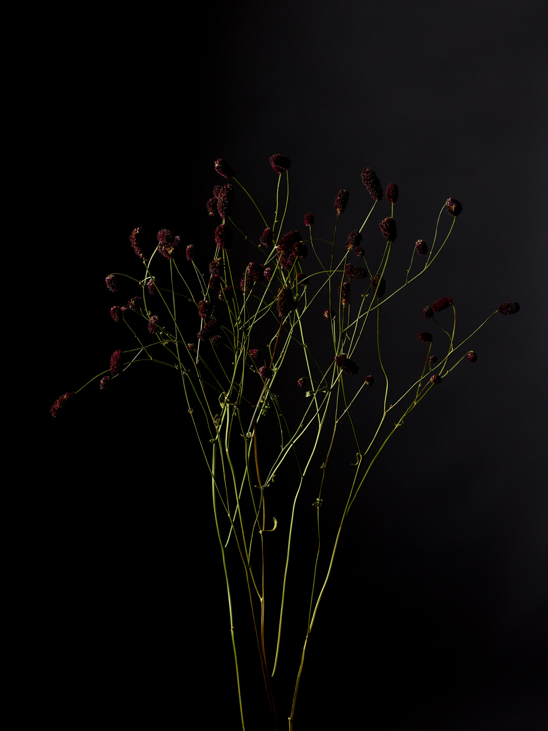 Archives2021_flowers_003